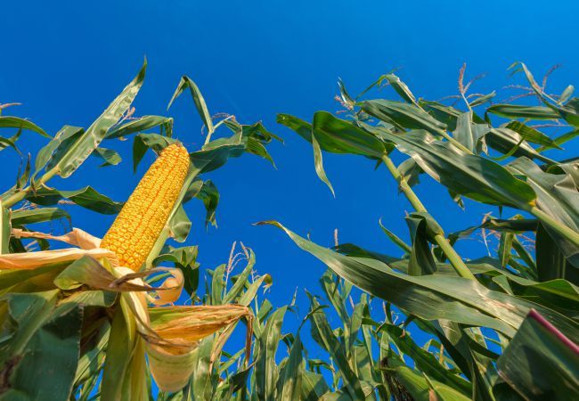 Image - Mais